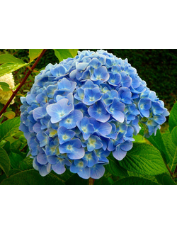 Гортензия крупнолистная Никко Блю (Hydrangea macrophylla Nikko Blue)