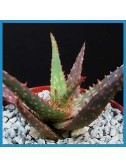 Aloe 'Fang'