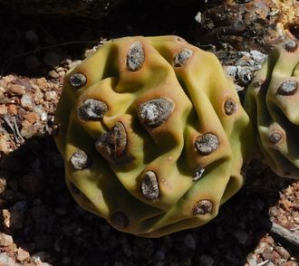 Tephrocactus articulatus VG-400 "giganteus" - 5 семян