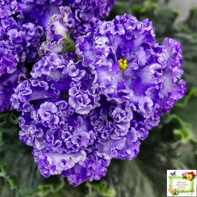 АВ-Озерная Фея (Фиалковод) 2017 г.