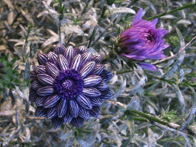 Мистическое кольцо "Цветок Феи Лилак"