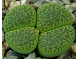 Lithops hookeri v.dabneri 'Annarosa' (MG) - 10 семян