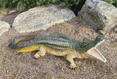 Крокодил 15*40см   1,2кг   полистоун Россия 1844/012457*