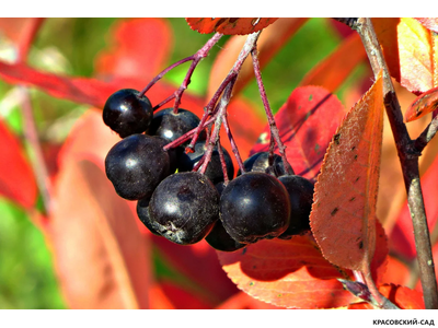 Арония черноплодная - Arónia melanocárpa