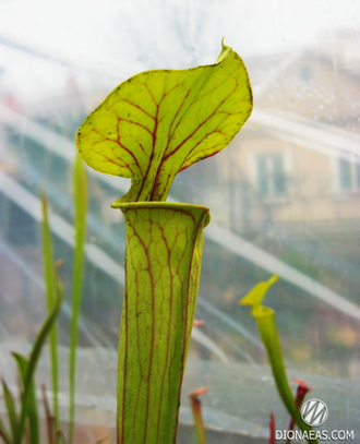 Sarracenia Flava var. Ornata