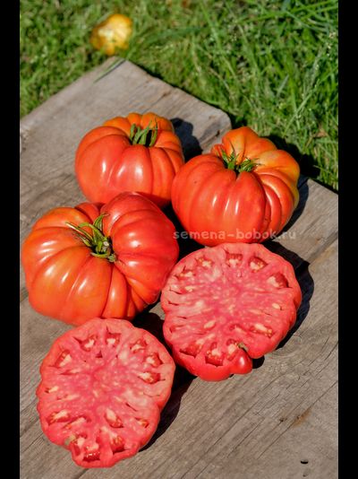 Томат Гигант Фарина, 10 шт