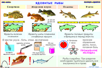 Ядовитые и жалящие животные  (13 шт), комплект кодотранспарантов (фолий, прозрачных пленок)