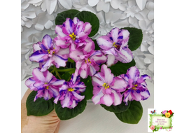 МК-Ветер Перемен Люкс химера (пасынок укоренённый из цветоноса)