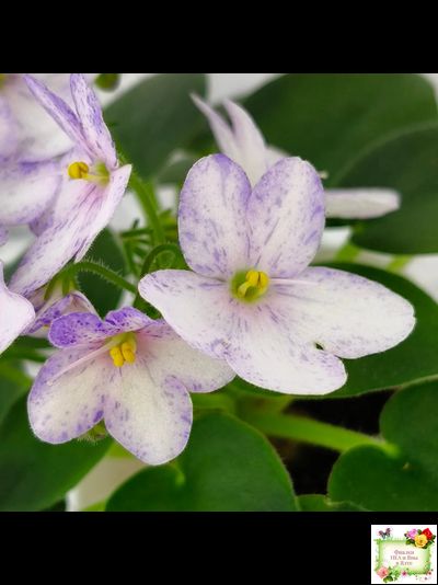 Белый Клоун (Е. и Я. Немчиновы) 2025 г. трейлер (пасынок укоренённый)