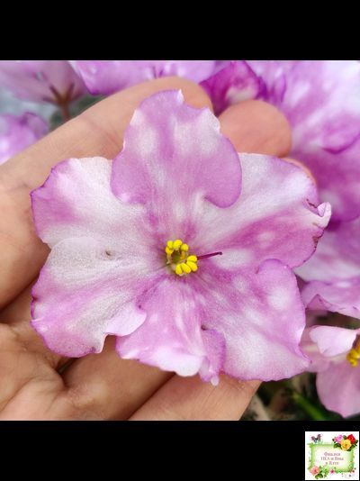 Rivermist Beguiling (J. Baker) (10971) 04/13/2018