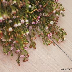 Декор ламината Alloc Original Сосна Белая 05201