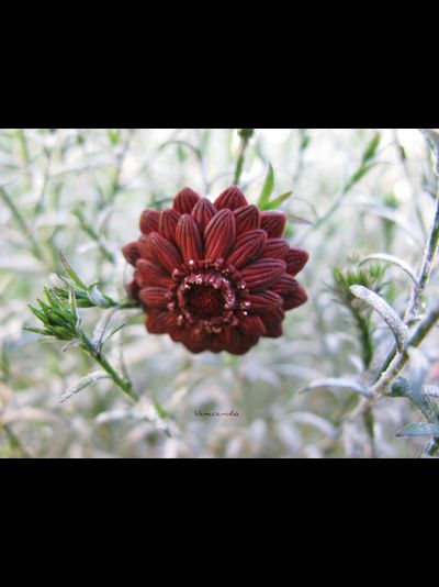 Кольцо-цветок "Рассветный Зачаровник"