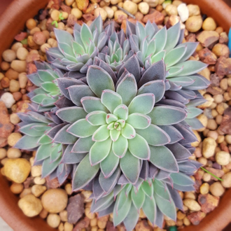 Graptopetalum Rusbyi