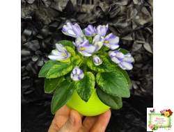 Н-Аватар химера (пасынок из цветоноса укоренённый)