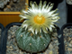 Astrophytum AS SUPER TOKUSHIRO X AS TOP BIG OOIBO (1046) - 10 семян