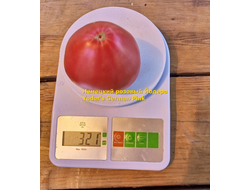 Томат немецкий розовый Йодера (Yoder's German Pink)