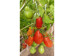 Томат Сердце быка (Coeur de Boeuf), Франция