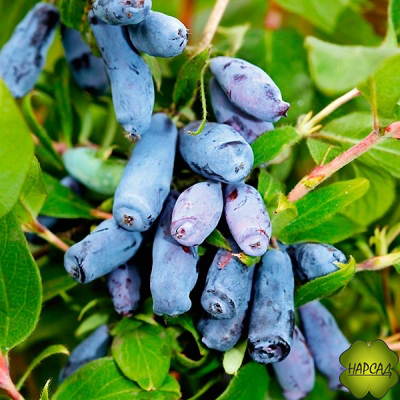 Жимолость "БАКЧАРСКАЯ ЮБИЛЕЙНАЯ" (очень крупная ягода) саженец 3 года