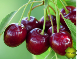 Дюк (вишня+черешня)