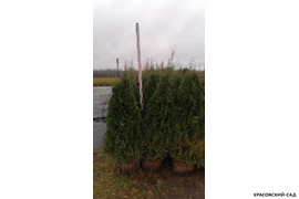 Туя Смарагд в питомнике измерение - Красовский-Сад.рф