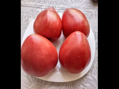 Томат Бабушка быка