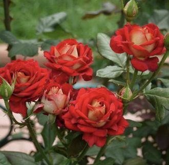 Рубиэлла  (Rubyella) роза