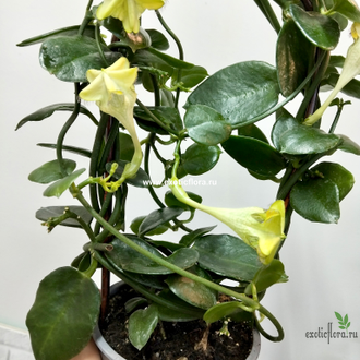 Церопегия Сандерсона / Ceropegia sandersonii