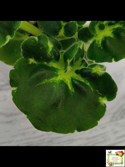 АВ-Девочка с Севера (Фиалковод) 2021 г. (лист посажен 04.09.25)