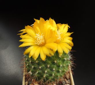 Parodia weberiana VG-636 - 5 семян