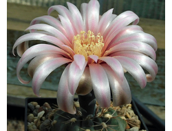 Gymnocalycium morroense VG-413 - 5 семян