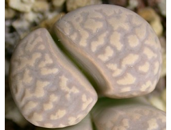 Lithops marmorata v.elisae C214 - 10 семян