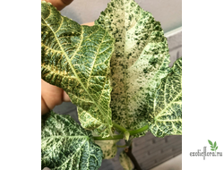 Ficus Hispida variegated / фикус Хиспида вариегатный