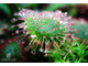 Drosera Spatulata var. Lovellae