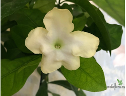 Brunfelsia Americana