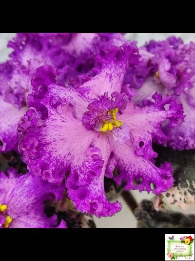 РС-Тропикана (С. Н. Репкина) 2015 г.