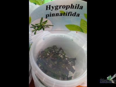 Гигрофила пиннатифида (меристемная)