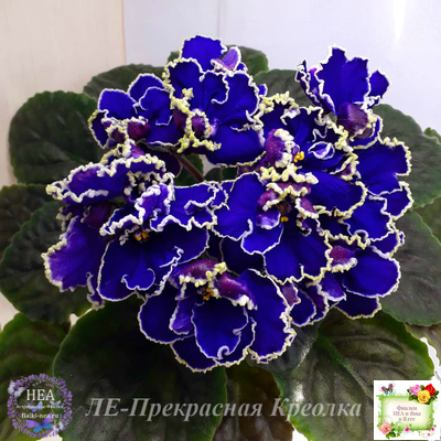 ЛЕ-Прекрасная Креолка (Е. Лебецкая) 2009 г