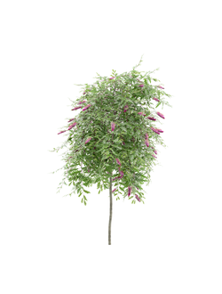 тропические Гревиллея grevillea royal mantle 06