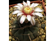 Gymnocalycium bozsingianum VG-246 (D=20мм)