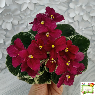 Mac's O'Scarlet O'Hara (G.McDonald) (Макс ОСкарлет Охара)