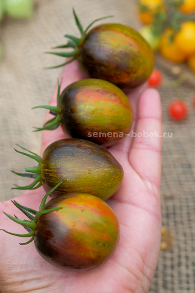 Томат Atomic Fusion (Атомный Сплав), 10 шт