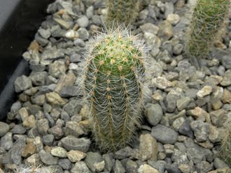 Echinopsis hybrid ‘Charlemange’ x ‘Fangri-La’ (D=15-20mm, H=40mm)