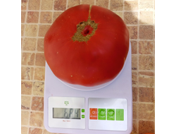 Томат Тидвелл немецкий (Tidwell German)