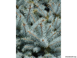 Ель Эдит - Edith