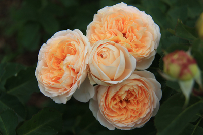 Дени Хан (Dany Hahn)