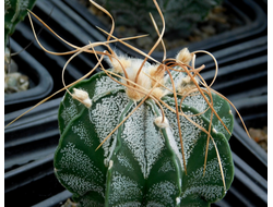 Astrophytum niveum f.albispinum - 10 семян
