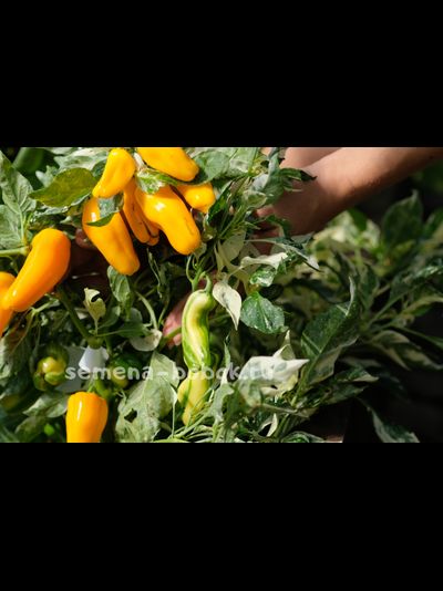 Перец сладкий Кенди Кейн желтый вариегатный (Candy Cane Yellow Variegat), 10 шт.