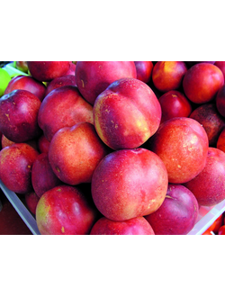 Нектарин Скиф (ранний)