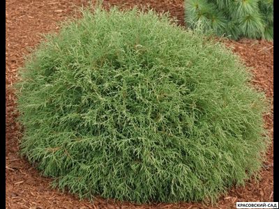 Туя Мр.Боулинг Болл - Mr. Bowling Ball