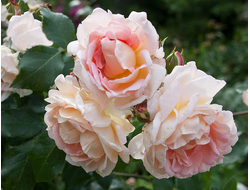 Амаретто  (amaretto)   клаймбер.   Kordes